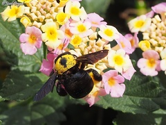Xylocopa pubescens