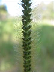Setaria sphacelata anceps