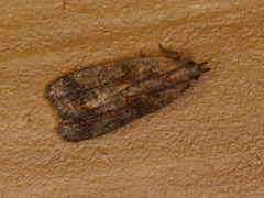 Dichomeris setosella