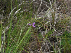 Moraea tripetala
