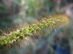 Setaria sphacelata anceps
