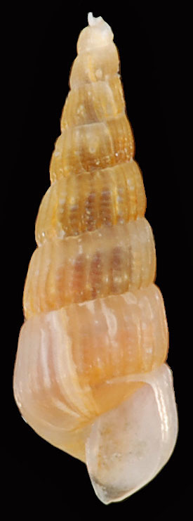 Hawk Turbonille