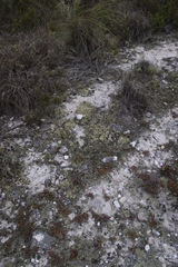 Xanthoparmelia subconvoluta