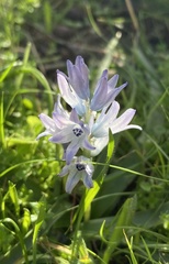 Bellevalia hyacinthoides