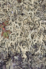 Xanthoparmelia subconvoluta