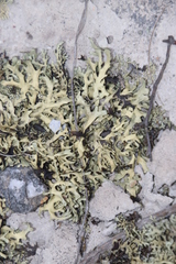 Xanthoparmelia subconvoluta