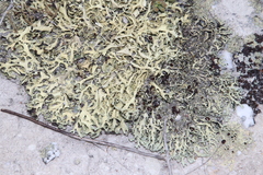 Xanthoparmelia subconvoluta