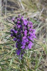 Liatris punctata mucronata