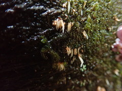 Mucronella pendula
