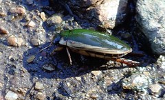 Cybister tripunctatus