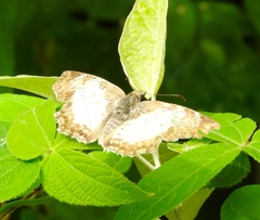 Antigonus emorsa