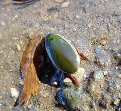 Cybister tripunctatus