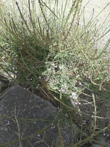 Verbena officinalis image