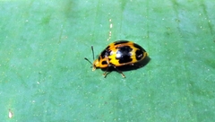 Iphiclus signatus