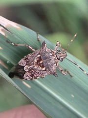 Eocanthecona furcellata