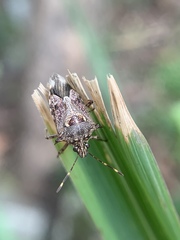Eocanthecona furcellata