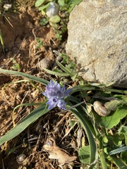 Bellevalia hyacinthoides