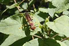 Polistes instabilis