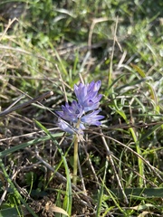 Bellevalia hyacinthoides