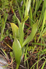 Fritillaria striata
