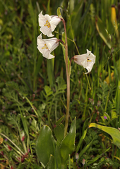 Fritillaria striata