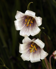 Fritillaria striata