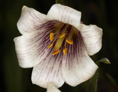 Fritillaria striata