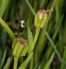 Fritillaria striata
