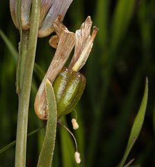Fritillaria striata