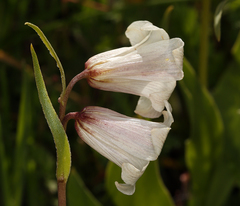 Fritillaria striata