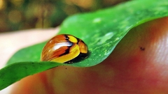 Limenta servula