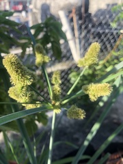 Cyperus ligularis
