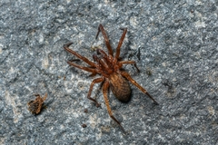 Liocranidae