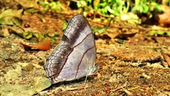 Archeuptychia cluena