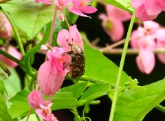 Euphoria leucographa