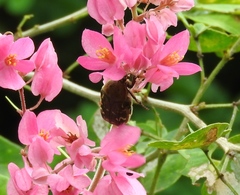 Euphoria leucographa