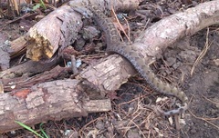 Crotalus ravus