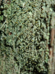 Chaenotheca chlorella