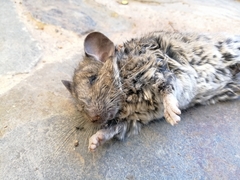 Abrocoma bennettii