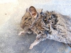 Abrocoma bennettii