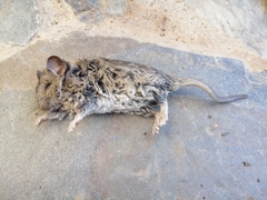 Abrocoma bennettii