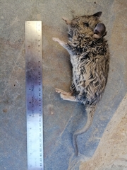 Abrocoma bennettii
