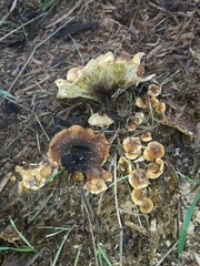 Fungi