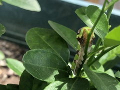 Papilio demodocus