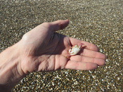 Danielethus crenulatus