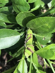 Papilio demodocus