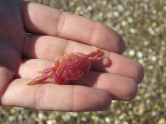 Danielethus crenulatus