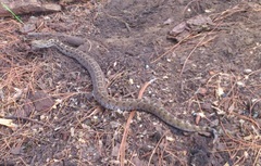 Crotalus ravus
