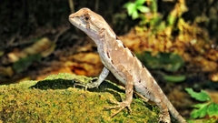 Brazilian Fathead Anole photo 3