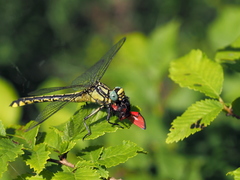 Gomphus schneiderii